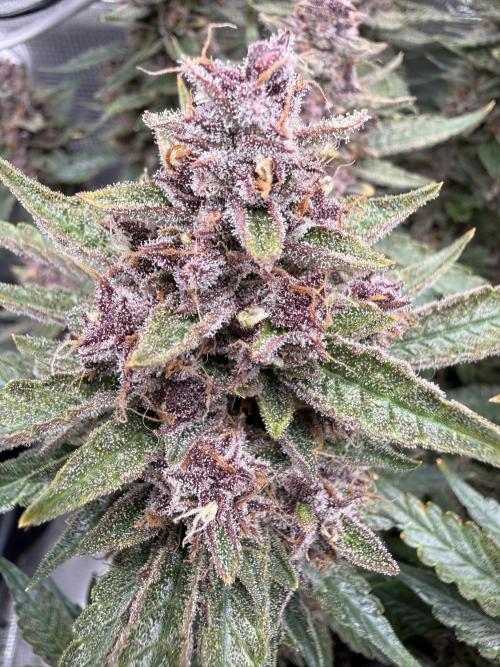 🍑 Indoor. Week 12