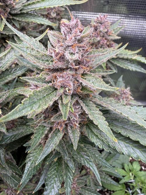 🍑 Indoor. Week 12