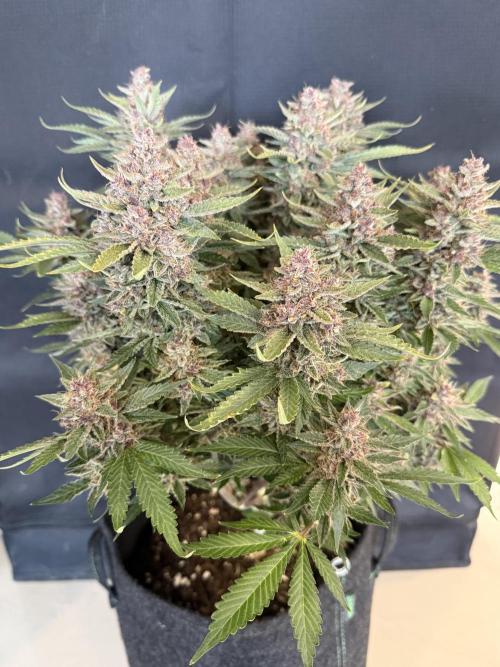 🍑 Indoor. Week 12