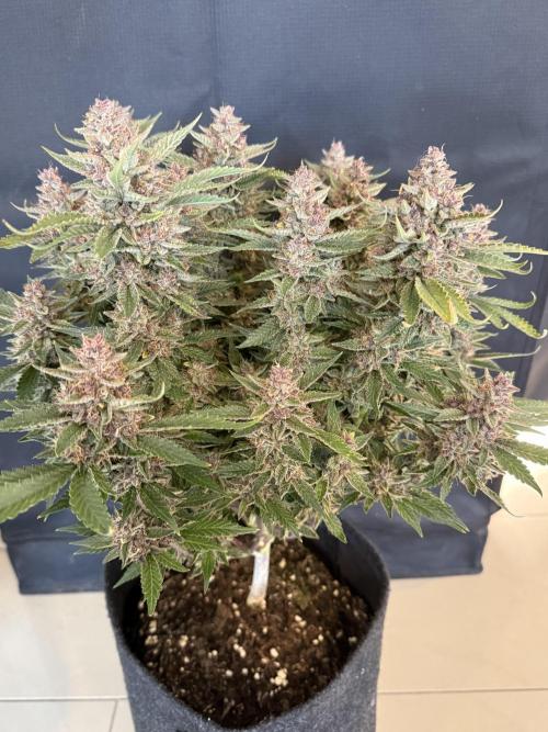 🍑 Indoor. Week 12