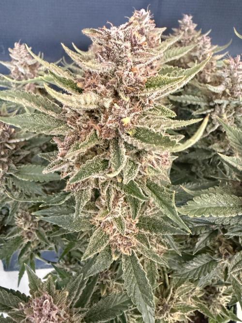 🍑 Indoor. Week 12