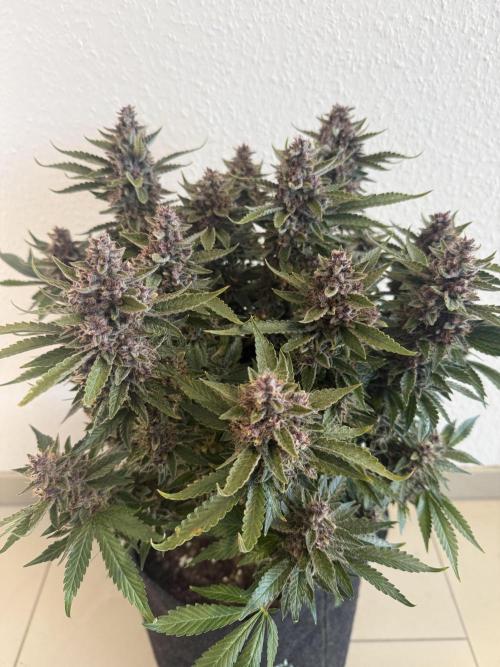 🍑 Indoor. Week 13