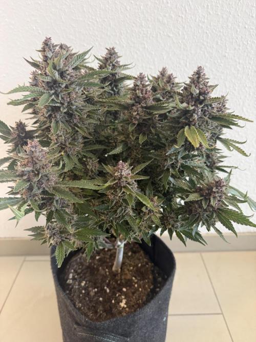 🍑 Indoor. Week 13