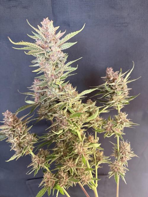 🍑 Indoor. Week 13