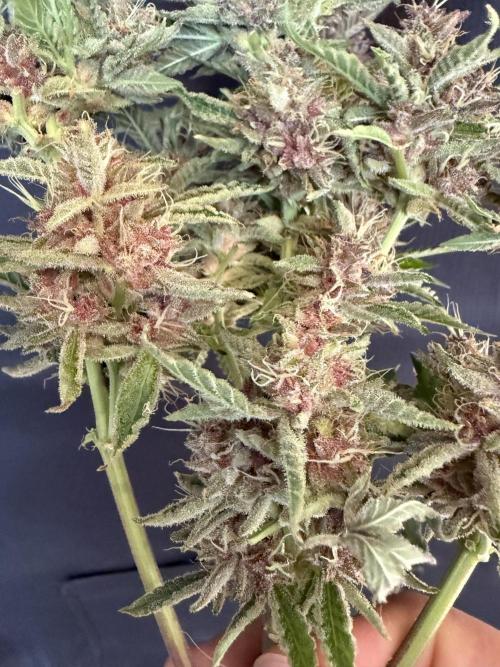 🍑 Indoor. Week 13