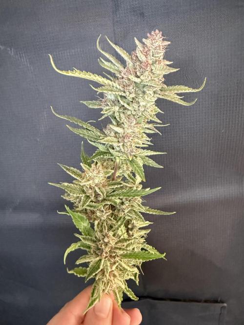 🍑 Indoor. Week 13