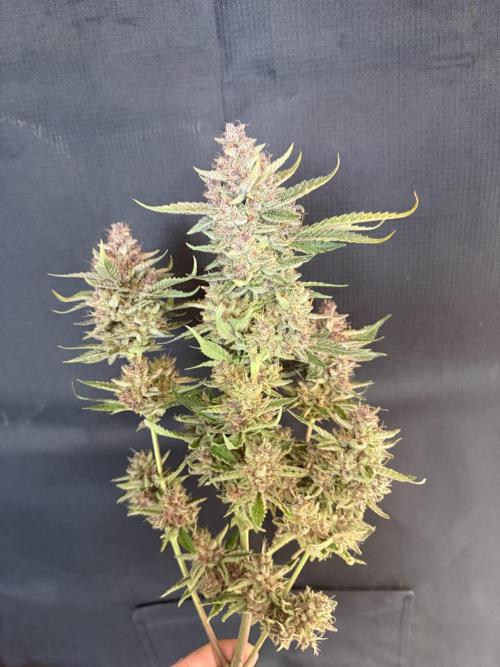 🍑 Indoor. Week 13