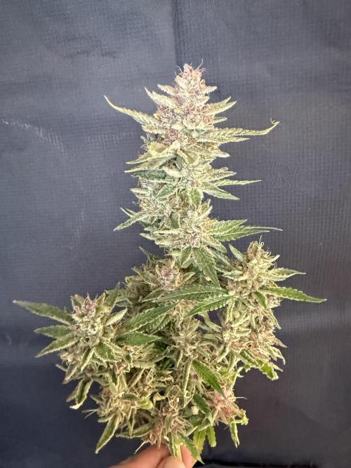 🍑 Indoor. Week 13