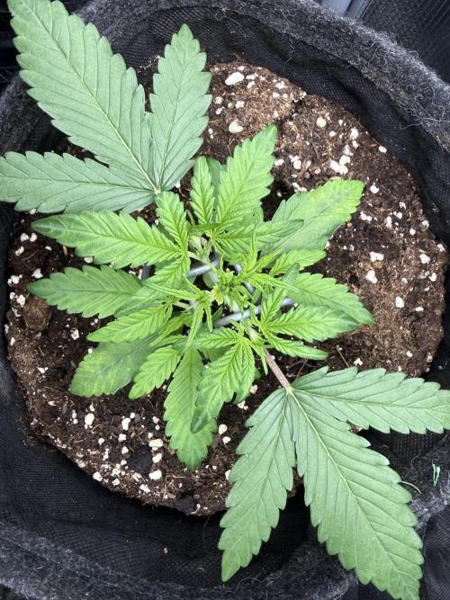 🍋🥤⬆️. Week 4 - D22