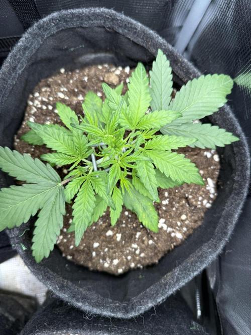 🍋🥤⬆️. Week 4 - D23