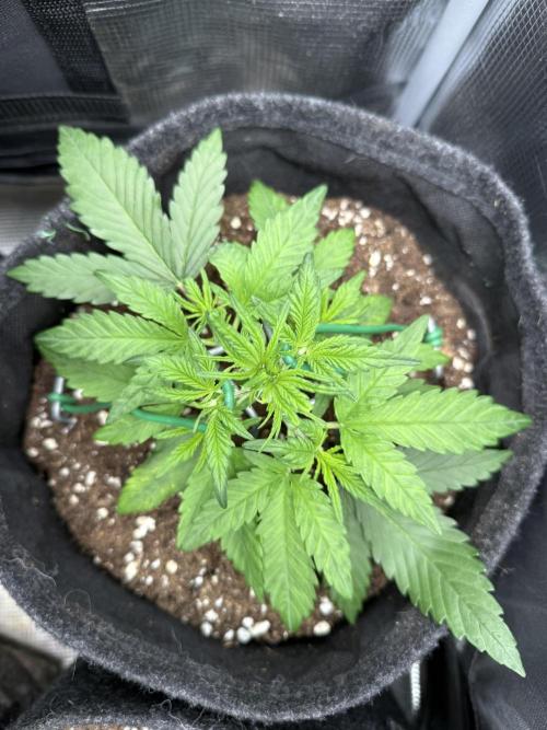 🍋🥤⬆️. Week 4 - D24