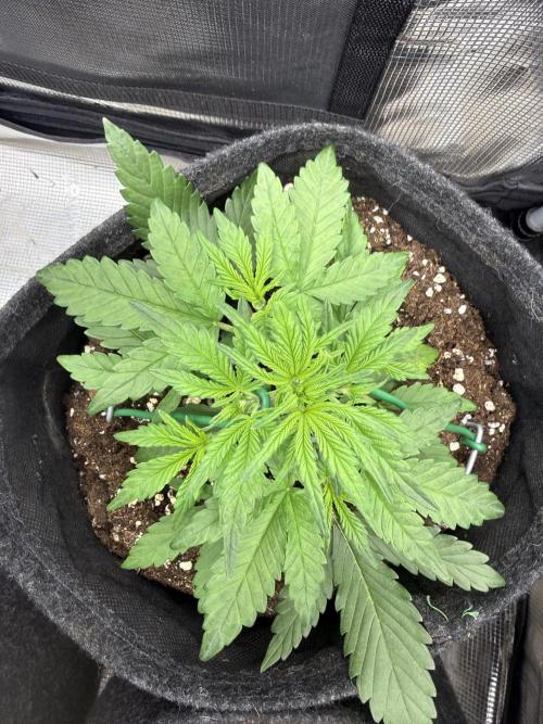 🍋🥤⬆️. Week 4 - D25