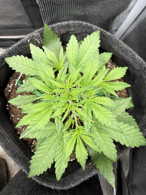 🍋🥤⬆️. Week 4 - D26