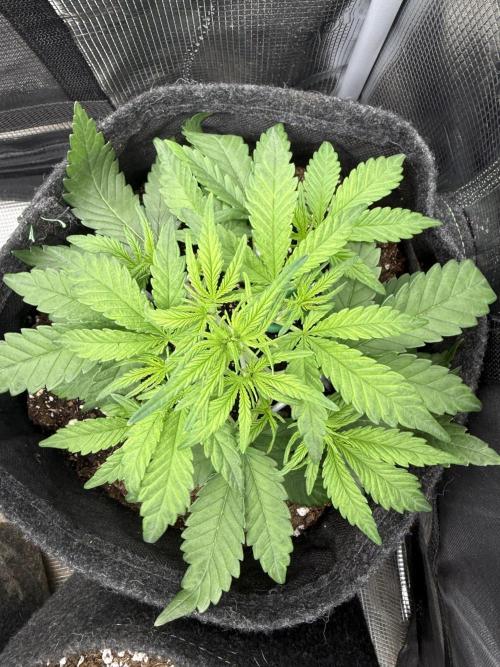 🍋🥤⬆️. Week 4 - D27