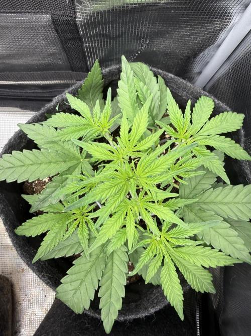 🍋🥤⬆️. Week 4 - D28