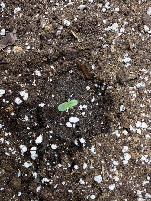 ❄️‼️. Week 1 - D1