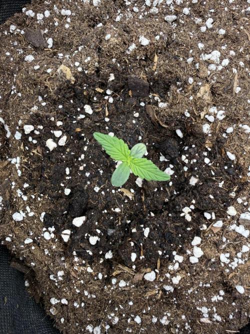 ❄️‼️. Week 1 - D5