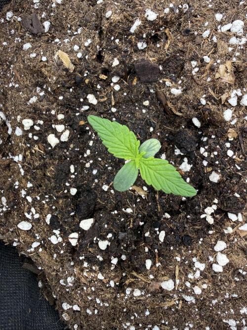 ❄️‼️. Week 1 - D6