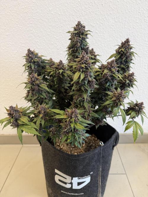 🍌😈🥊 RF3. Week 13