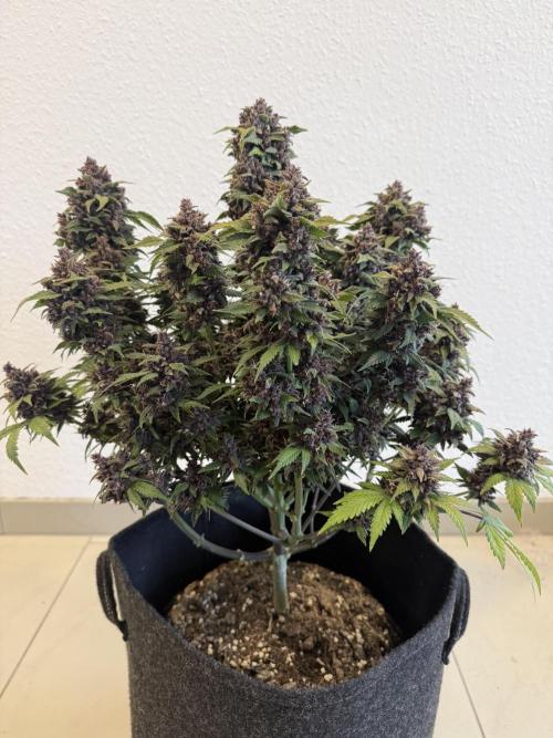 🍌😈🥊 RF3. Week 13