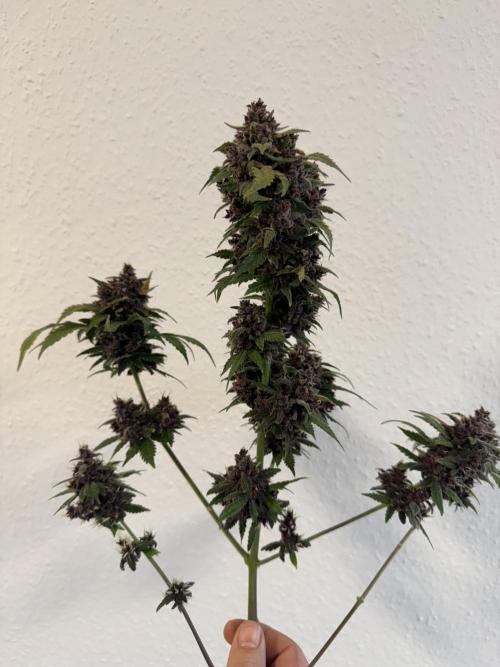 🍌😈🥊 RF3. Week 13