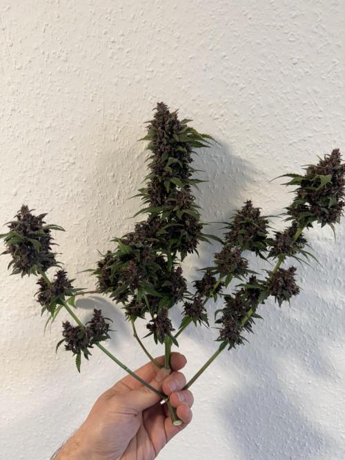 🍌😈🥊 RF3. Week 13