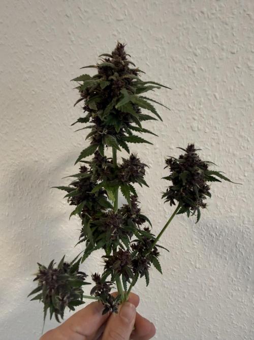 🍌😈🥊 RF3. Week 13