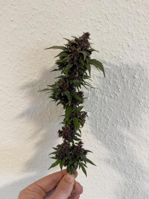 🍌😈🥊 RF3. Week 13