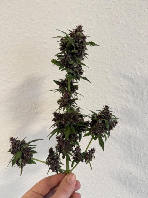 🍌😈🥊 RF3. Week 13