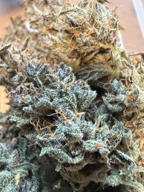 🍑 Indoor. Week 13