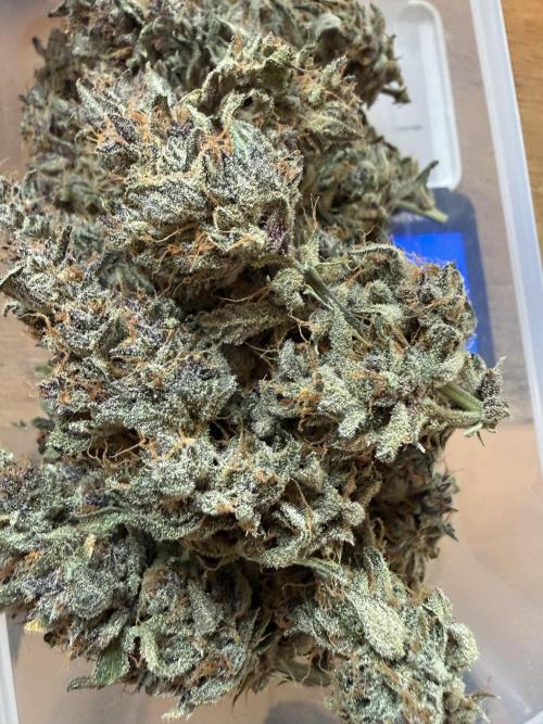 🍑 Indoor. Week 13