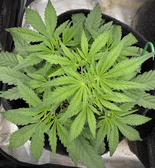 🍋🥤⬆️. Week 5 - D29