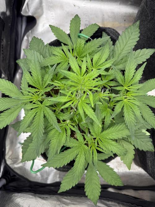 🍋🥤⬆️. Week 5 - D30