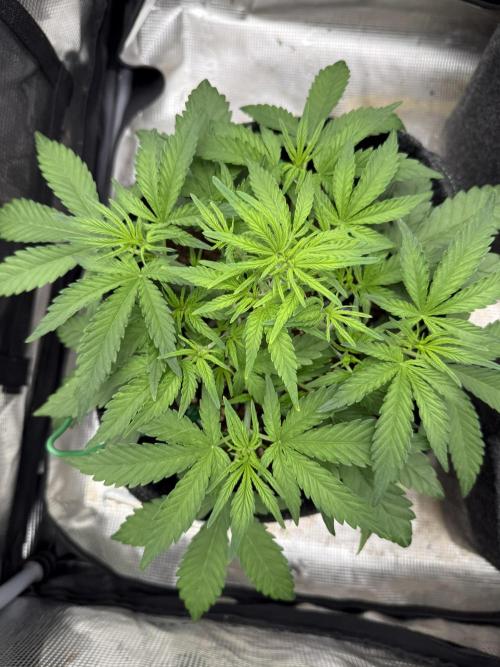 🍋🥤⬆️. Week 5 - D31