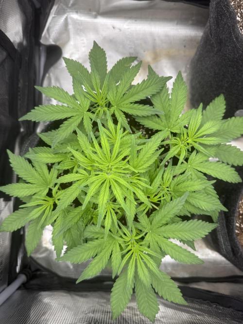 🍋🥤⬆️. Week 5 - D32