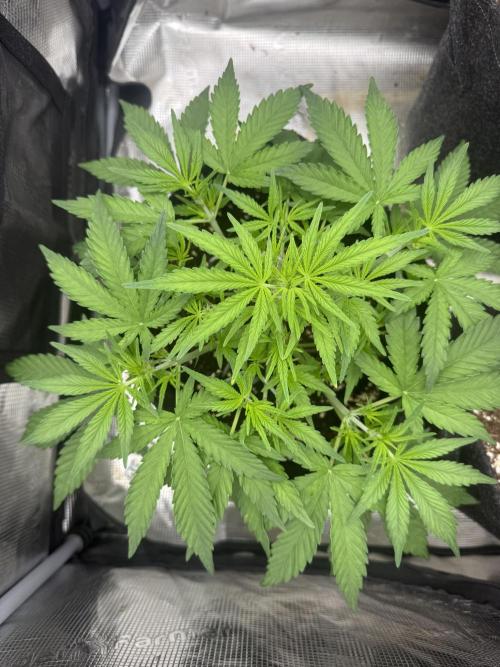 🍋🥤⬆️. Week 5 - D33