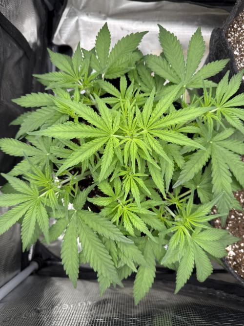 🍋🥤⬆️. Week 5 - D34