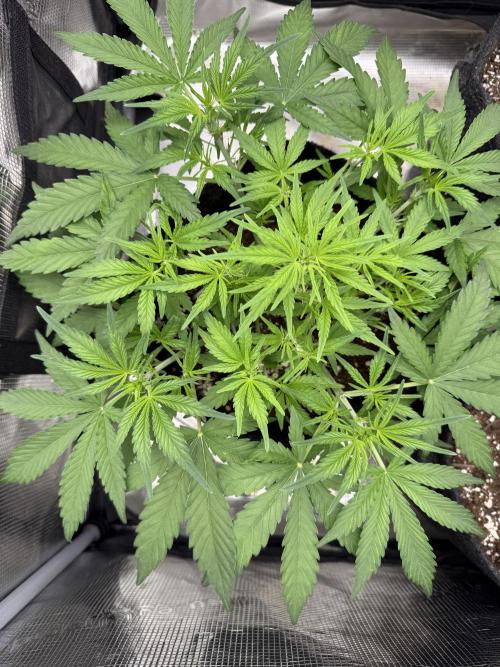 🍋🥤⬆️. Week 5 - D35