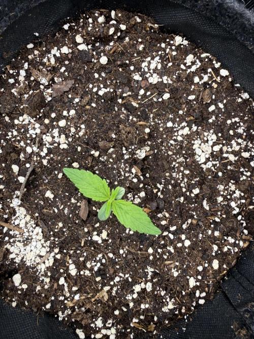 ❄️‼️. Week 2 - D8