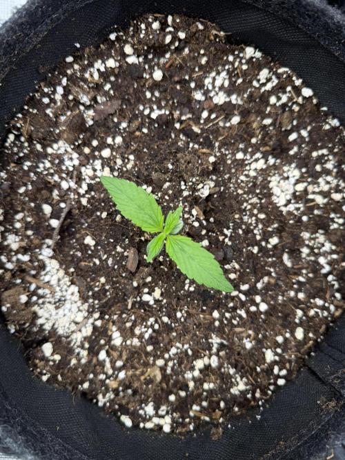 ❄️‼️. Week 2 - D9