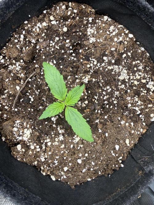 ❄️‼️. Week 2 - D11