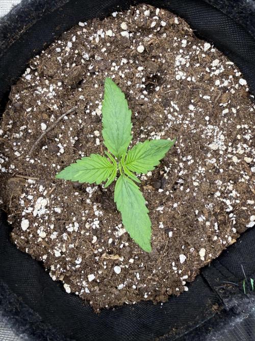 ❄️‼️. Week 2 - D12