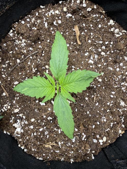 ❄️‼️. Week 2 - D13