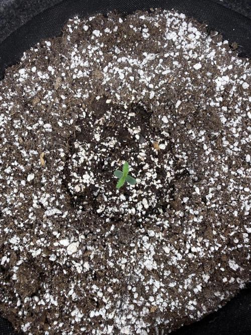 🦍🍪. Week 1 - D2
