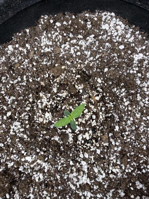🦍🍪. Week 1 - D4