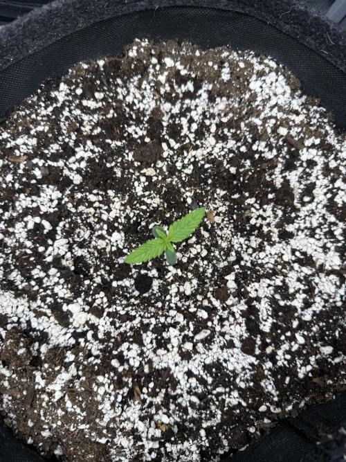 🦍🍪. Week 1 - D5