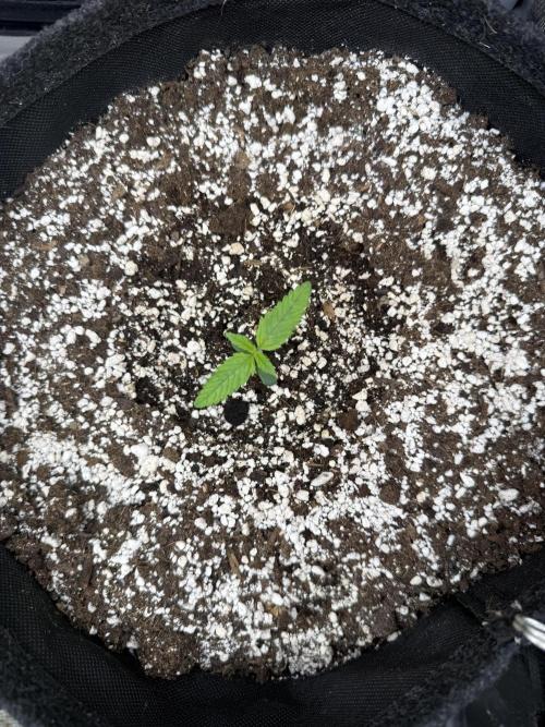 🦍🍪. Week 1 - D6
