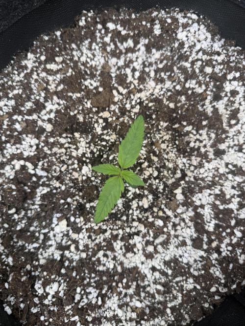 🦍🍪. Week 1 - D7