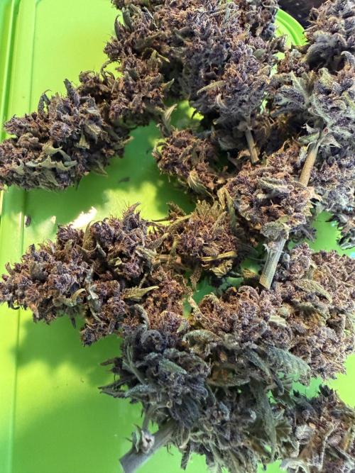 🍌😈🥊 RF3. Week 13