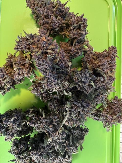 🍌😈🥊 RF3. Week 13